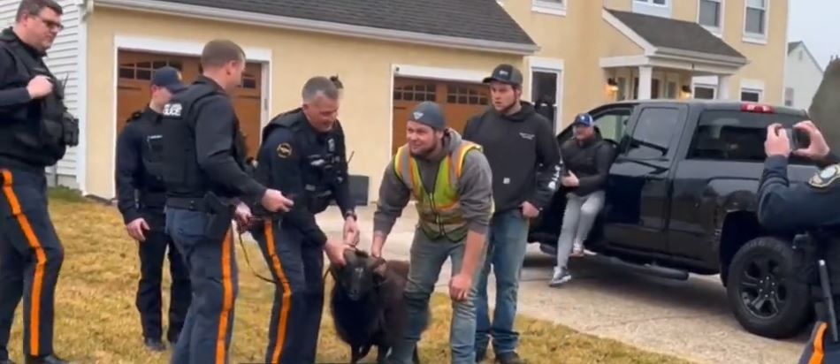 <i>KYW via CNN Newsource</i><br/>The runaway ram in New Jersey has been caught. Mount Laurel police captured the ram near a house on Horseshoe Drive on January 23.