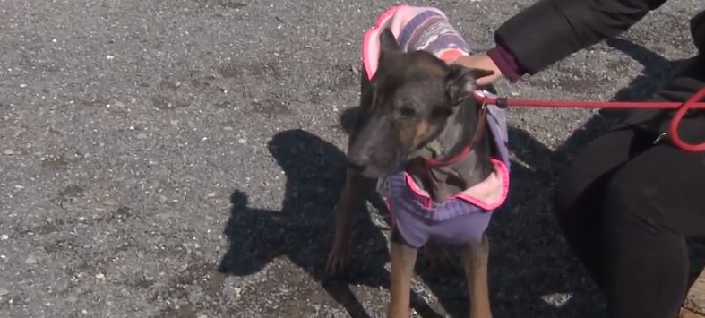 <i>WGAL</i><br/>A dog found abandoned in a garage in the Harrisburg area with no water