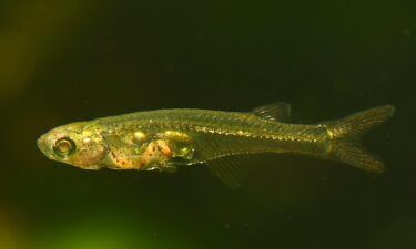 Danionella cerebrum live in shallow waters off Myanmar.