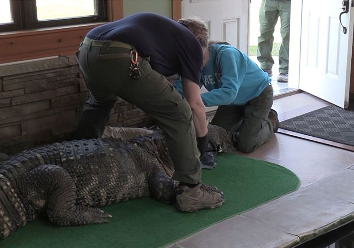 Environmental Conservation officers seize an alligator from a home in Hamburg, New York, on March 13.