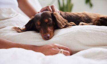 Playing with your dog may not just be good for your pet — it could also benefit your emotional health