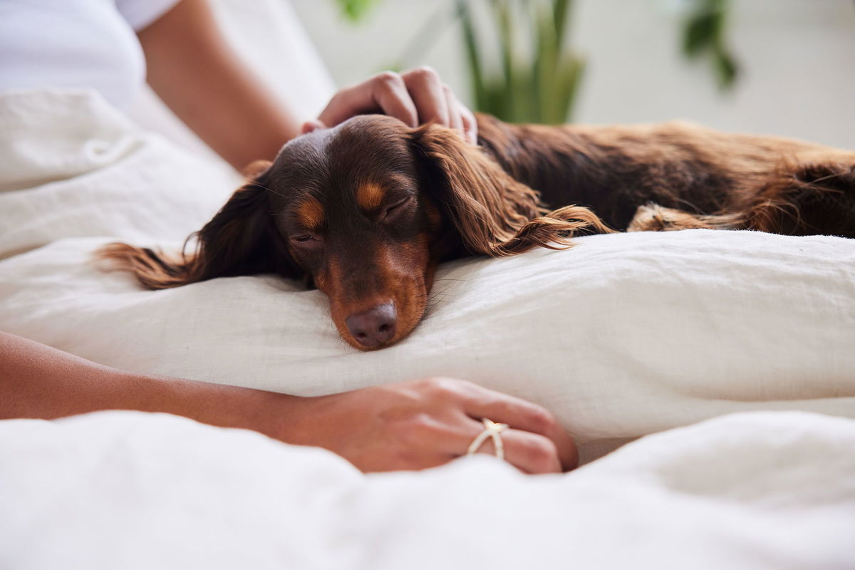 <i>Goodboy Picture Company/E+/Getty Images via CNN Newsource</i><br/>Playing with your dog may not just be good for your pet — it could also benefit your emotional health