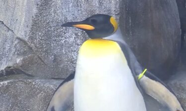 A KC Zoo & Aquarium penguin is a finalist for title of cutest penguin in the world.