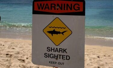 Shark sightings are on the rise in waters near Oahu