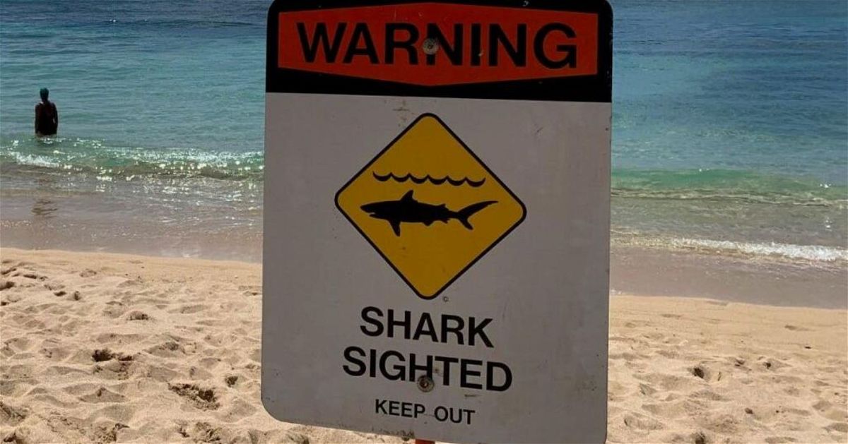 <i>KITV via CNN Newsource</i><br/>Shark sightings are on the rise in waters near Oahu