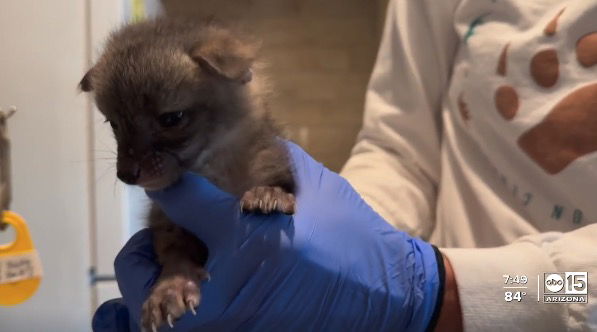 <i>KNXV via CNN Newsource</i><br/>A case of mistaken identity now has two grey fox kits residing at the Southwest Wildlife Conservation Center until they are old enough to be released back into the wild.