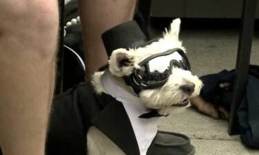 Some four-legged friends were getting into the Kentucky Derby spirit on April 28. The 2024 "Rescues and Roses" derby season fashion show was held at Nulu Marketplace.