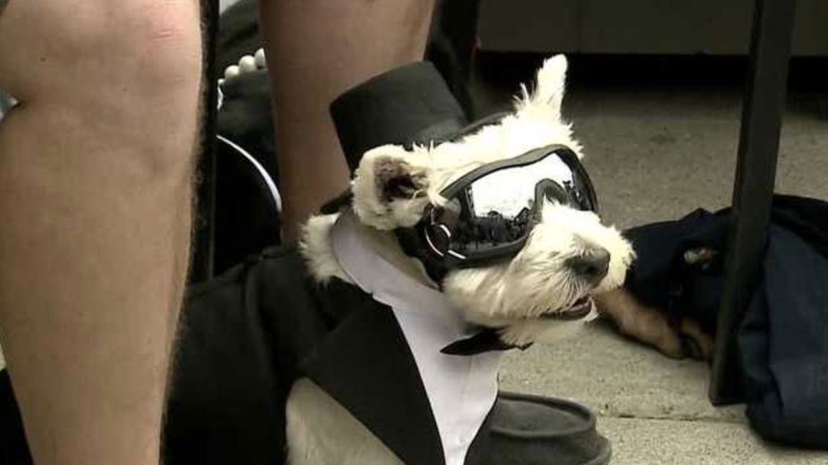 <i>WLKY via CNN Newsource</i><br/>Some four-legged friends were getting into the Kentucky Derby spirit on April 28. The 2024 