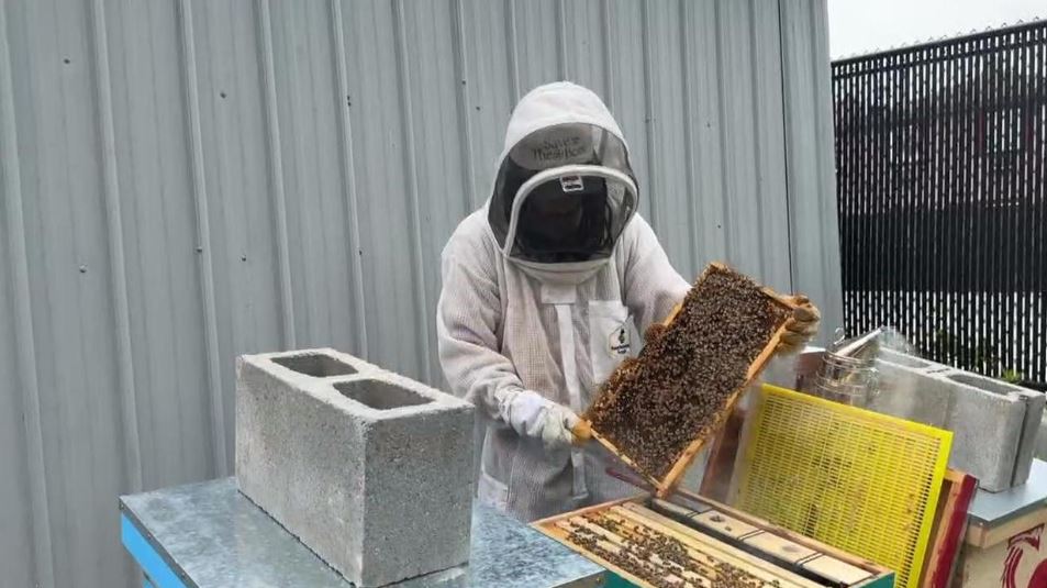 <i>WCBS via CNN Newsource</i><br/>Beekeeper Thomas Castro is protecting pollinators in Far Rockaway