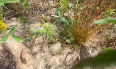 Researchers at UC Berkeley and ecologists at the Presidio in San Francisco are digging into the question: can human hair supercharge the soil on our farms and fields and help us fight the impacts of climate change?