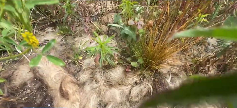 <i>KPIX via CNN Newsource</i><br/>Researchers at UC Berkeley and ecologists at the Presidio in San Francisco are digging into the question: can human hair supercharge the soil on our farms and fields and help us fight the impacts of climate change?