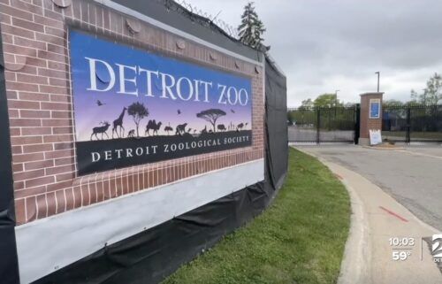 The WXYZ team called the Detroit Zoo to ask if they know anything about the rogue bird