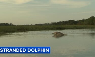 A dolphin has been stuck for several days in a small body of water in Cape May County