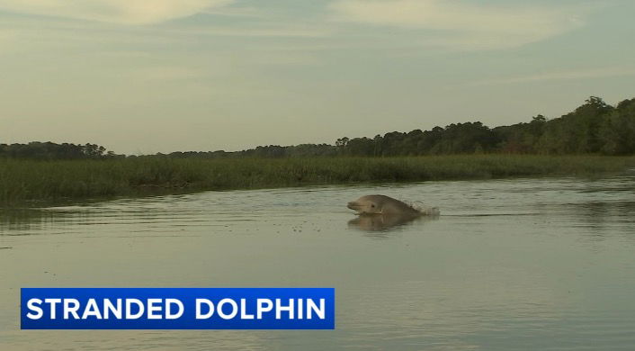 <i>WPVI via CNN Newsource</i><br/>A dolphin has been stuck for several days in a small body of water in Cape May County