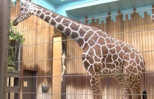 A male giraffe at the Milwaukee County Zoo is recovering today after a successful surgery
