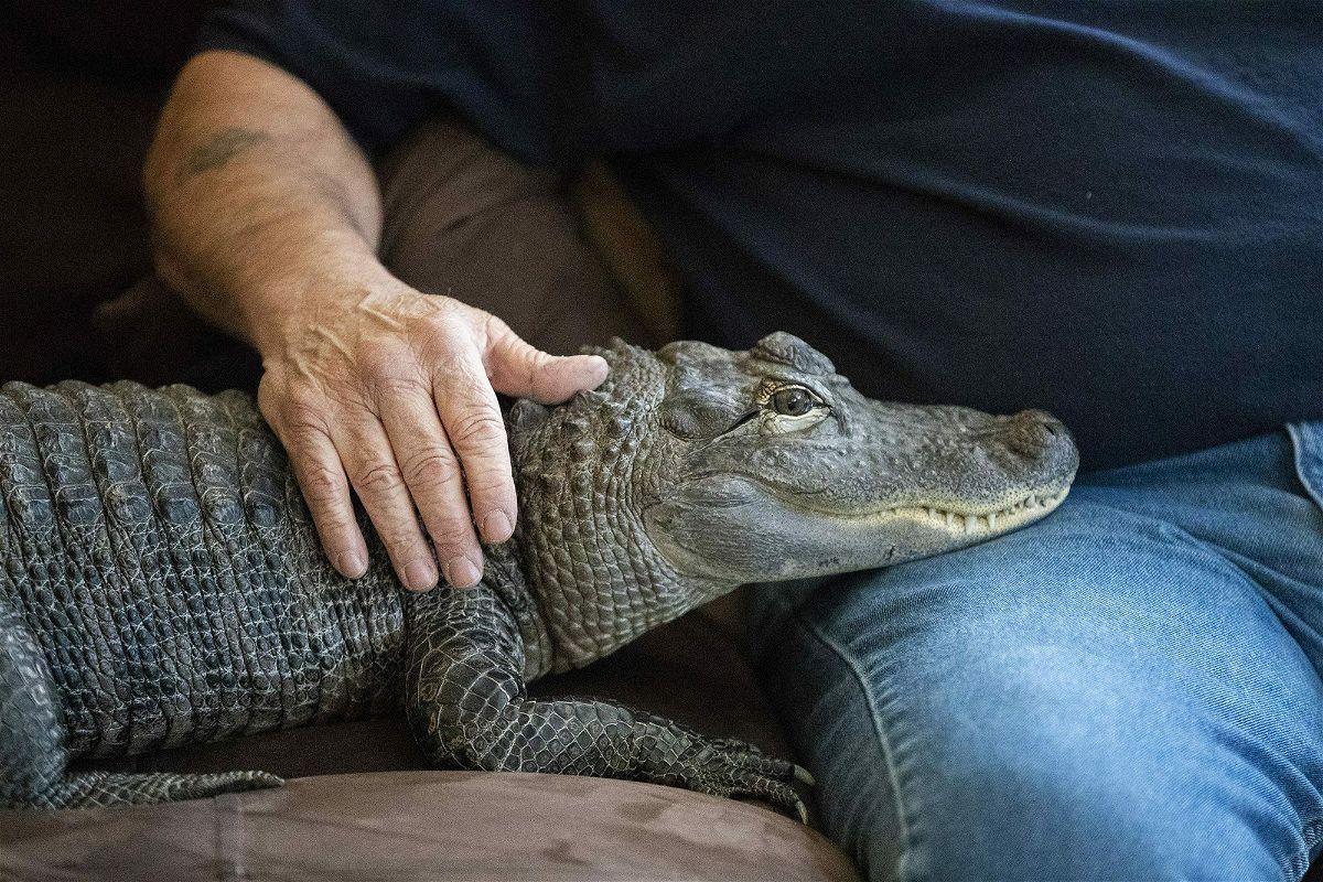 Emotional support alligator