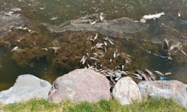 Biologists were sent to the pond and estimated that there were 500 dead fish