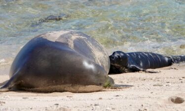 Two Oahu residents were fined $20