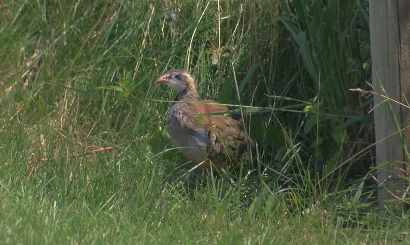 <i>WKOW via CNN Newsource</i><br/>Thousands of pheasants are on the loose after the roof of their barn at MacFarlane Pheasant Farm was torn off during a tornado.