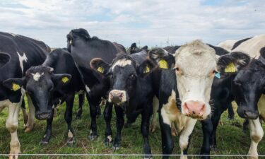 A herd of cows is pictured near Allerup