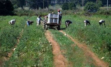 Migrants labourers work in the fields in the village of Bella Farnia near the coastal city of Sabaudia