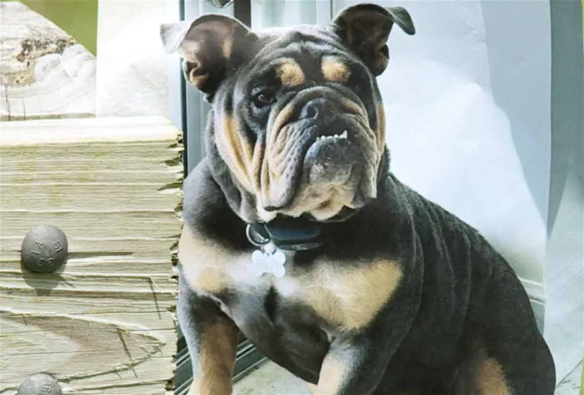 <i>WPTV via CNN Newsource</i><br/>Ralph was last seen at Big Max & Friends Pet Sitting on May 1.