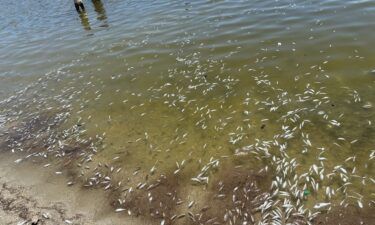 Lake San Antonio, fish, fish death