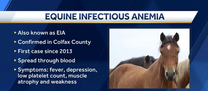 <i>KETV via CNN Newsource</i><br/>The Nebraska Department of Agriculture confirmed a case of equine infectious anemia (EIA) in a Colfax County horse.