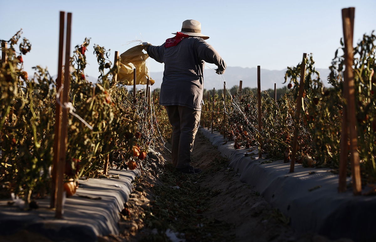 <i>Mario Tama/Getty Images via CNN Newsource</i><br/>A farmworker wears protective clothing while working in a field in the morning heat in July near Coachella