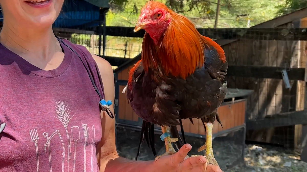 Santa Cruz Animal Services receives order to kill former fighting cocks – KION546