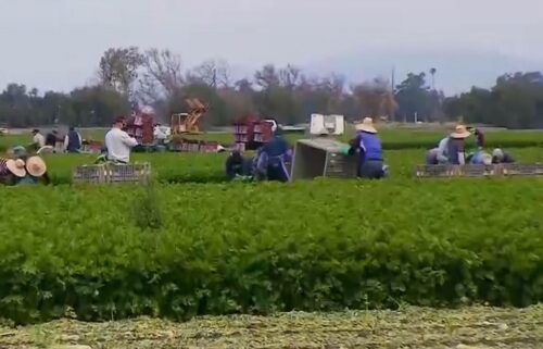 Hoy es el día de Agradecimiento al Campesino: un grupo poco representado