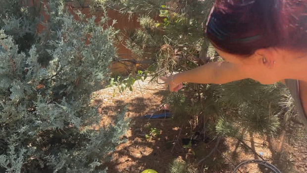 <i>KCNC via CNN Newsource</i><br/>Parker resident Janet Vasquez points out holes under her fence that she says prairie dogs have been digging.