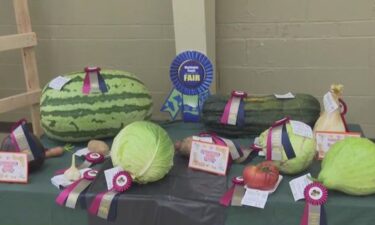 A Pennsylvania farmer won awards at the Washington County fair for the large vegetables he grew in his garden.