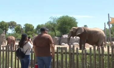 The Reid Park Zoo hosted a 10th birthday party for Nandi