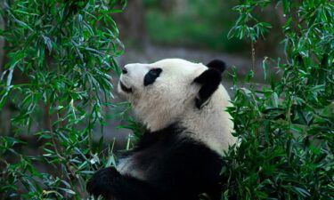 giant pandas, California, San Diego, San Diego zoo