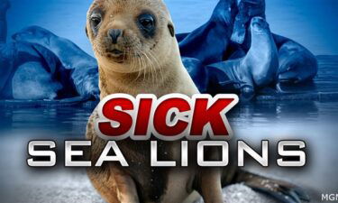 sick sea lions, sea lions, California