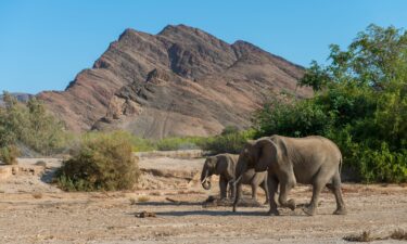 African elephants in the Hoanib River Valley in Namibia are seen here in 2019. Namibia is planning to kill more than 700 wild animals