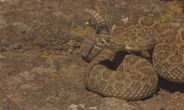 An image from CBS Colorado's report earlier this year about rattlesnake activity in Jefferson County.