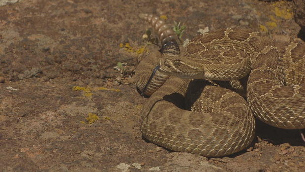 <i>KCNC via CNN Newsource</i><br/>An image from CBS Colorado's report earlier this year about rattlesnake activity in Jefferson County.