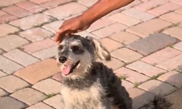 Barbas was found stuck under a car's bumper cover after being trapped there for 12 hours.