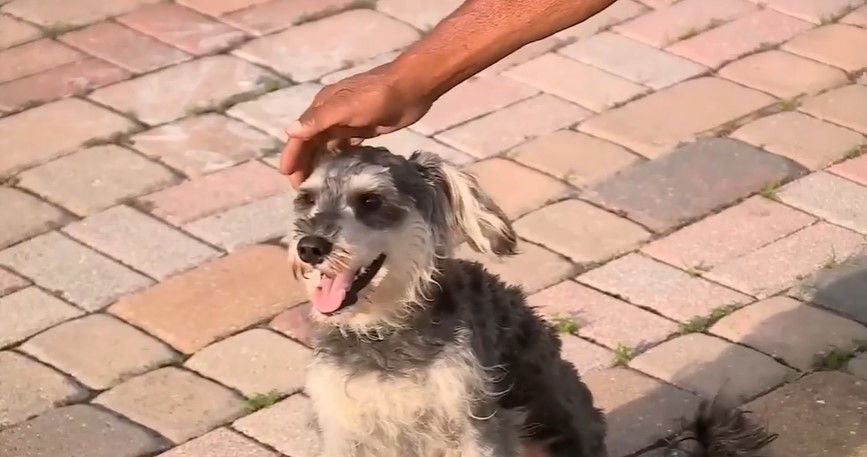 <i>WSVN via CNN Newsource</i><br/>Barbas was found stuck under a car's bumper cover after being trapped there for 12 hours.