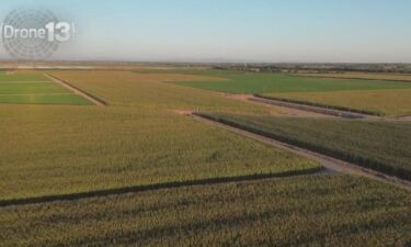 Thousands of illegal marijuana plants were seized in a two-day operation in south Sacramento County