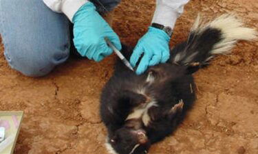 skunk rabies, Monterey County, Prunedale