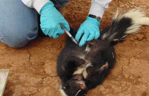 skunk rabies, Monterey County, Prunedale