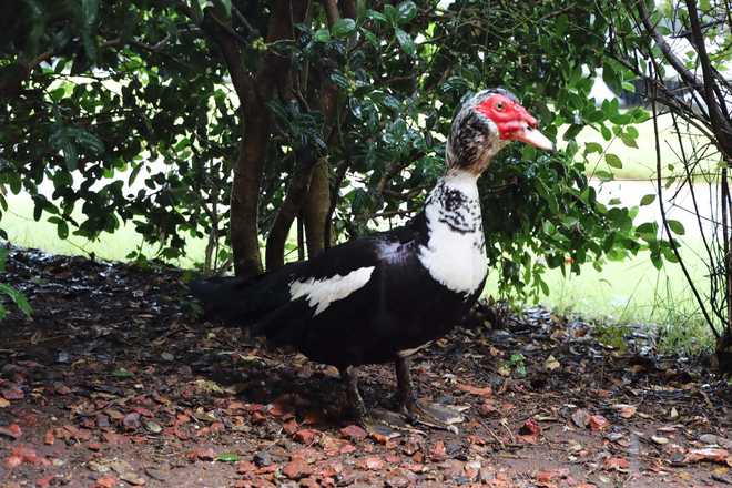 Feathered firefighter: Lost duck finds home at Tuscaloosa fire station ...