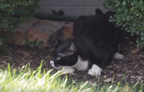 The Nebraska Humane society community cat program is building winter shelters to support outdoor cats.