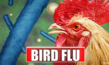 h5n1 bird flu, california, bird flu