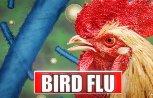 h5n1 bird flu, california, bird flu