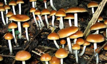 mushrooms, psilocybin, antidepression