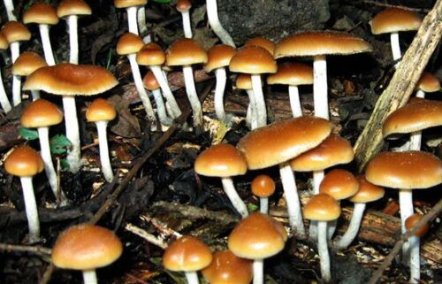 mushrooms, psilocybin, antidepression